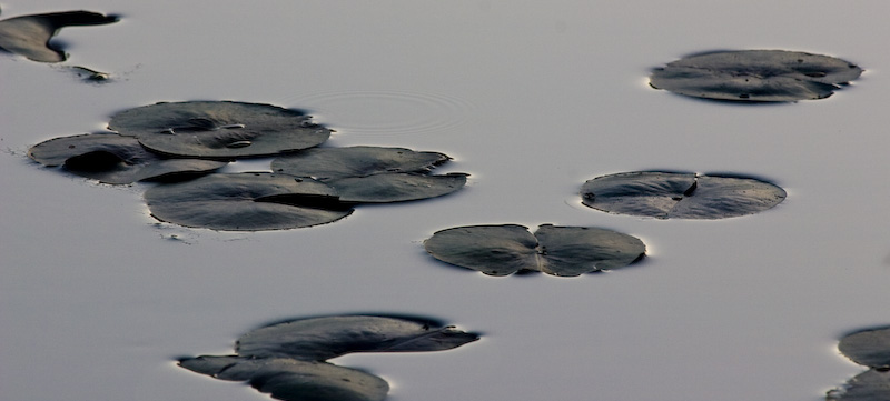 Lily Pads On Water